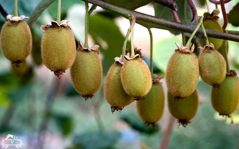 جدول کوددهی درخت کیوی