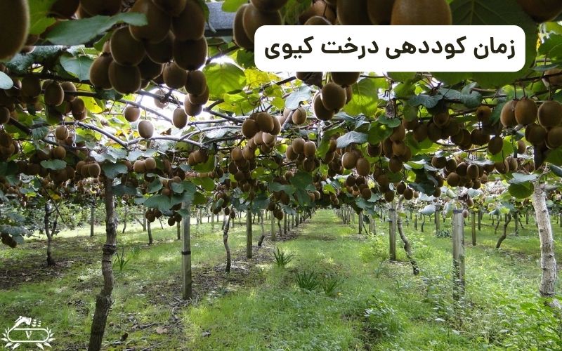 زمان کوددهی درخت کیوی