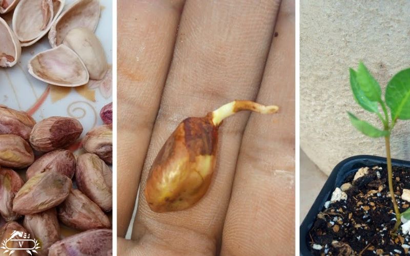 چرا نهال پسته ام در گلدان رشد نمی کند؟