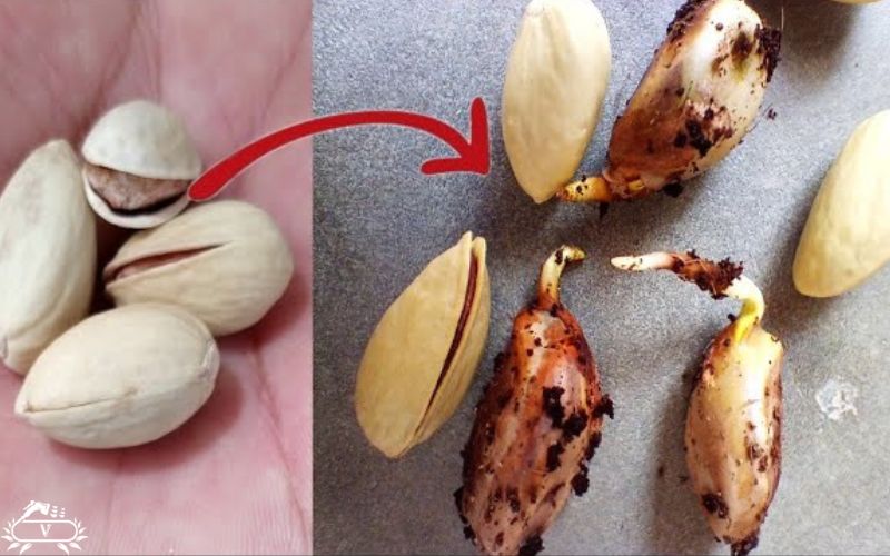 چگونه نهال پسته را در خانه بارور کنیم؟