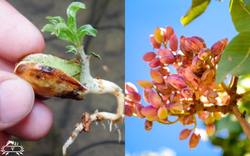 نحوه کاشت نهال پسته در گلدان