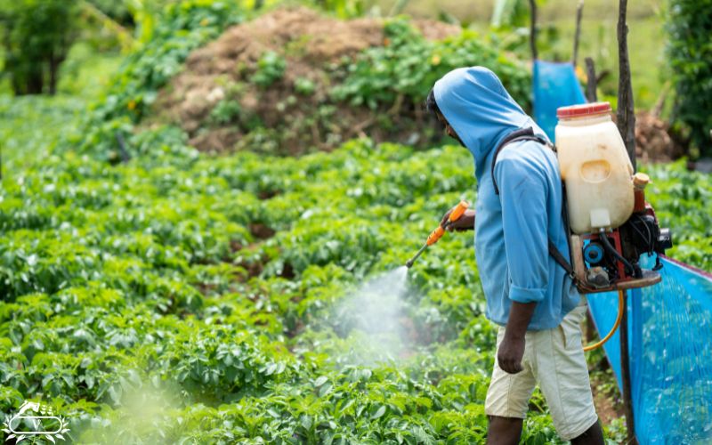 هیومیک اسید برای چه گیاهانی خوب است؟