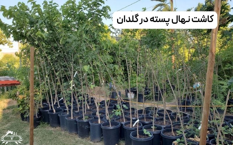 کاشت نهال پسته در گلدان