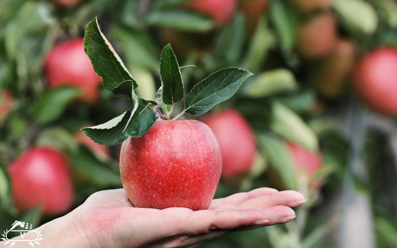 بهترین کود برای درخت سیب چیست؟ چه زمانی باید کوددهی سیب انجام داد؟ 1 بهترین کود برای درخت سیب