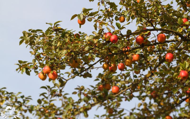 بهترین کود برای درخت سیب چیست؟ چه زمانی باید کوددهی سیب انجام داد؟ 2 زمان مناسب برای کوددهی درخت سیب