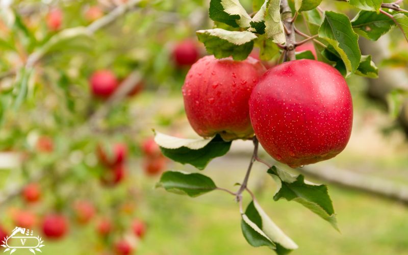 بهترین کود برای درخت سیب چیست؟ چه زمانی باید کوددهی سیب انجام داد؟ 3 بهترین کود برای درخت سیب برای افزایش باردهی