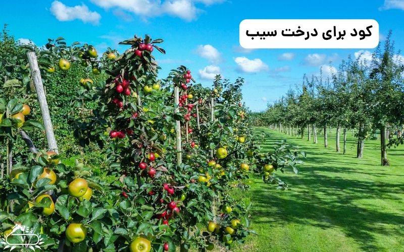 بهترین کود برای درخت سیب