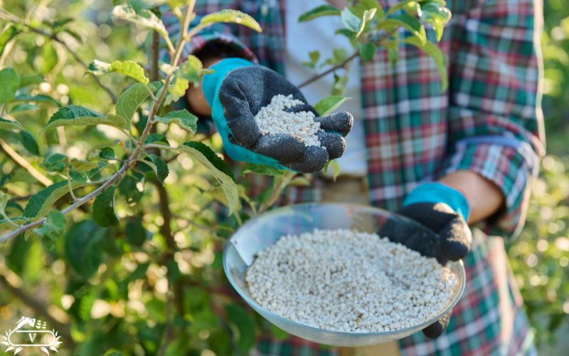 بهترین کود برای درخت سیب چیست؟ چه زمانی باید کوددهی سیب انجام داد؟ 4 کوددهی درخت سیب