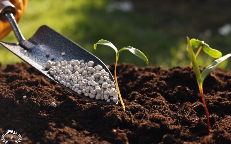 کود سه بیست برای نهال تازه کاشته شده