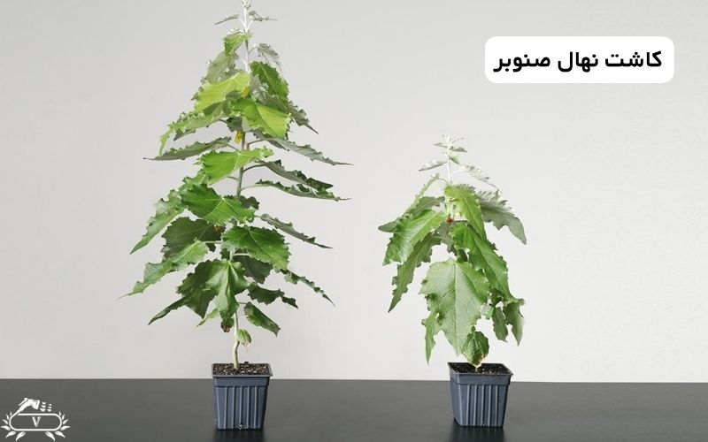 کاشت نهال صنوبر