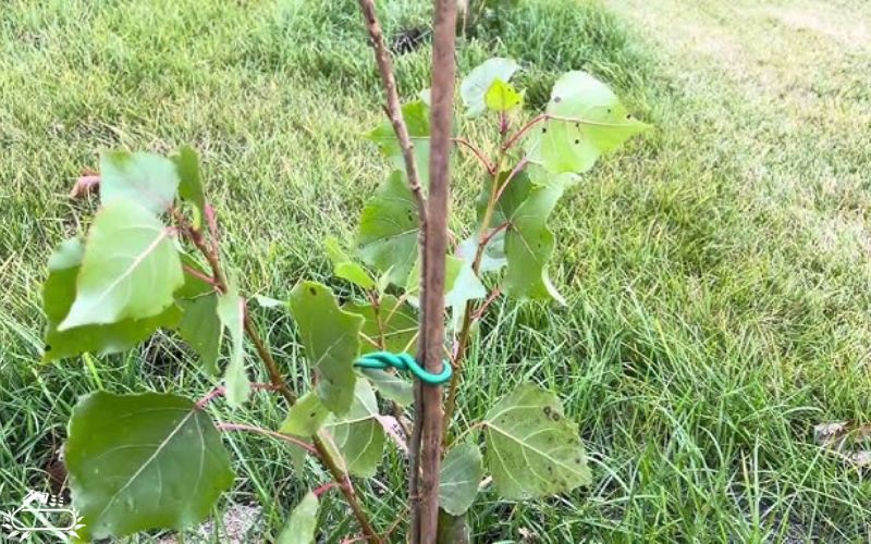 مراحل کاشت نهال صنوبر