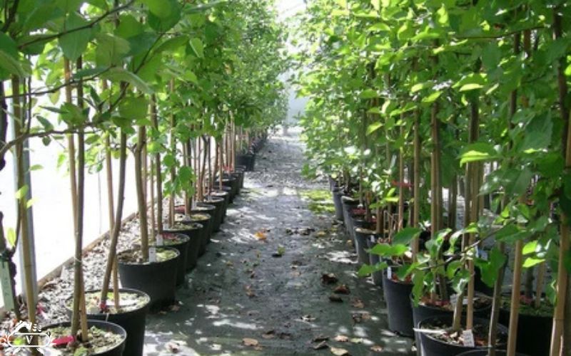 زمان کاشت نهال صنوبر