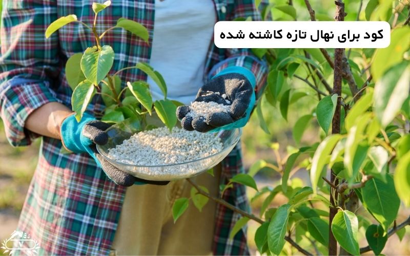 کود برای نهال تازه کاشته شده