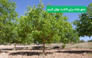 عمق چاله برای کاشت نهال گردو