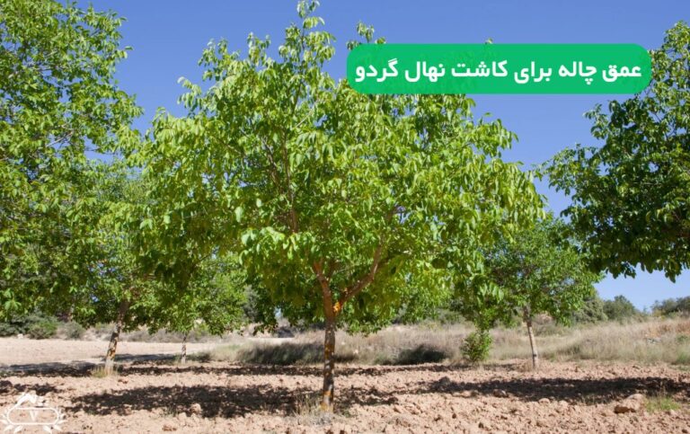 عمق چاله برای کاشت نهال گردو