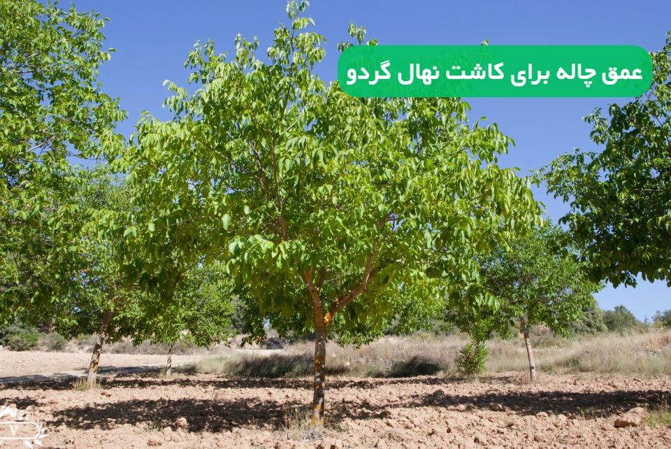 عمق چاله برای کاشت نهال گردو