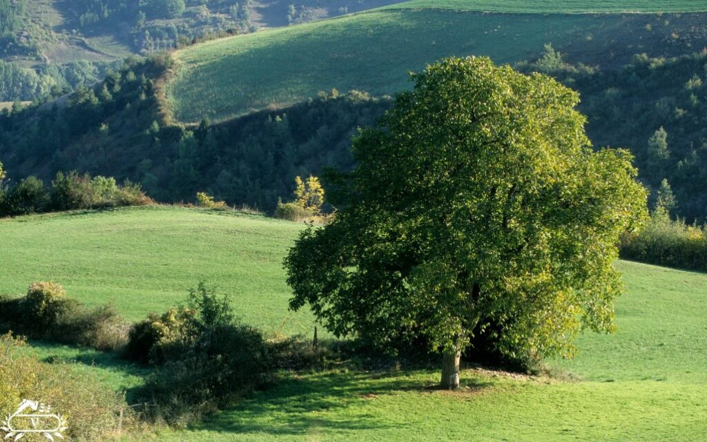 عمق چاله برای کاشت نهال گردو | راهنمای کامل برای رشد سریع و برداشت پربار 1 عمق چاله کاشت نهال گردو