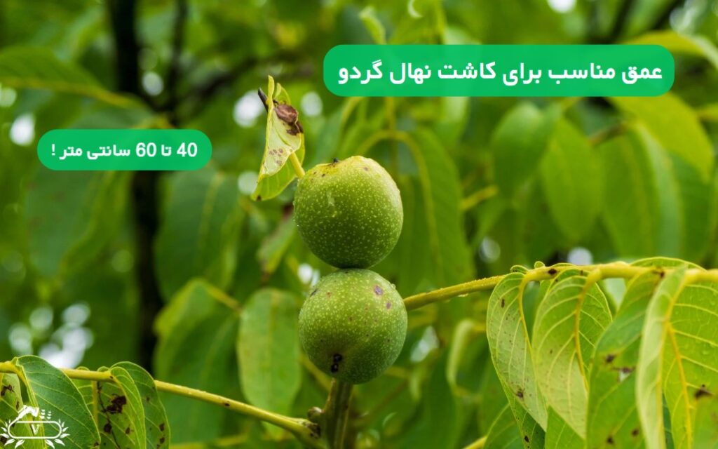 عمق چاله برای کاشت نهال گردو | راهنمای کامل برای رشد سریع و برداشت پربار 2 عمق مناسب برای کاشت نهال گردو