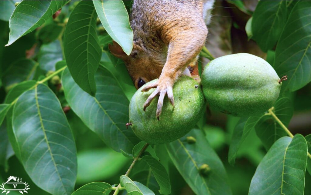 عمق چاله برای کاشت نهال گردو | راهنمای کامل برای رشد سریع و برداشت پربار 3 عمق ریشه درخت گردو