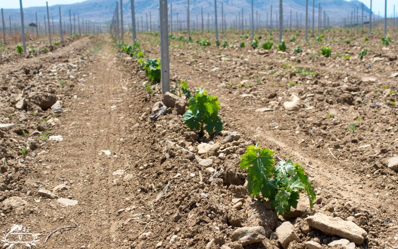 اهمیت عمق چاله برای کاشت نهال انگور