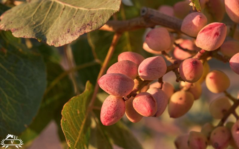 عمق چاله برای کاشت نهال پسته | نکات طلایی برای رشد سریع و برداشت پر ثمر 3 اهمیت و نقش تعیین عمق مناسب برای کاشت نهال پسته