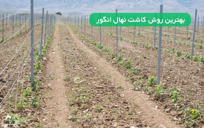 بهترین روش کاشت نهال انگور