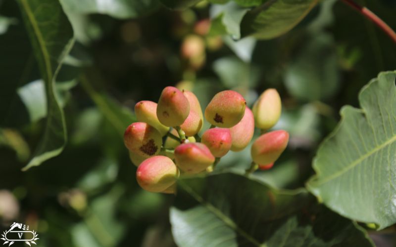 عمق چاله برای کاشت نهال پسته | نکات طلایی برای رشد سریع و برداشت پر ثمر 1 تعیین عمق چاله برای کاشت نهال پسته