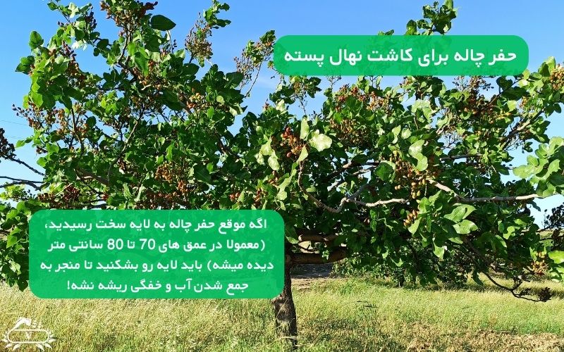 عمق چاله برای کاشت نهال پسته | نکات طلایی برای رشد سریع و برداشت پر ثمر 2 حفر چاله برای کاشت نهال پسته
