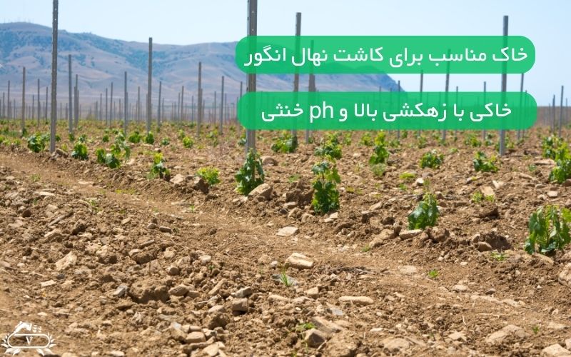 خاک مناسب برای کاشت نهال انگور