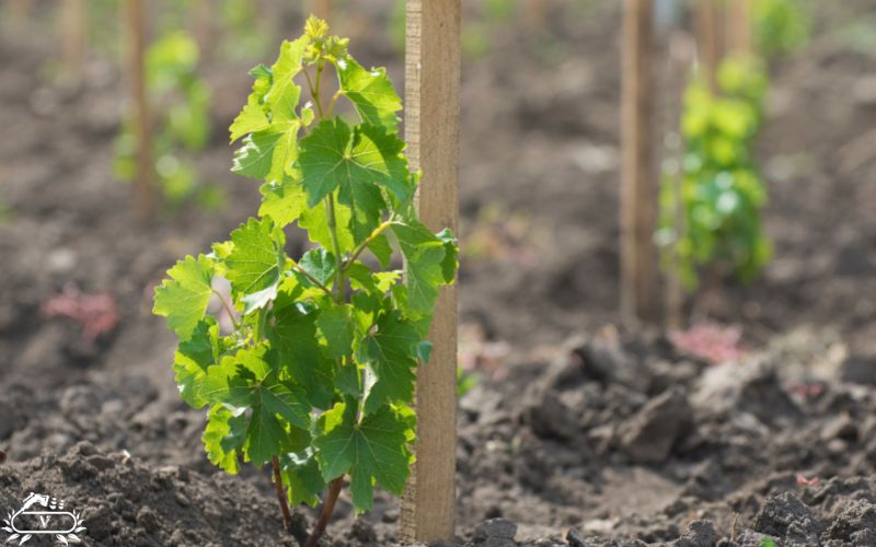 عمق ریشه درخت انگور