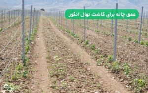عمق چاله برای کاشت نهال انگور