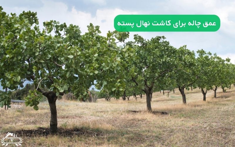 عمق چاله برای کاشت نهال پسته