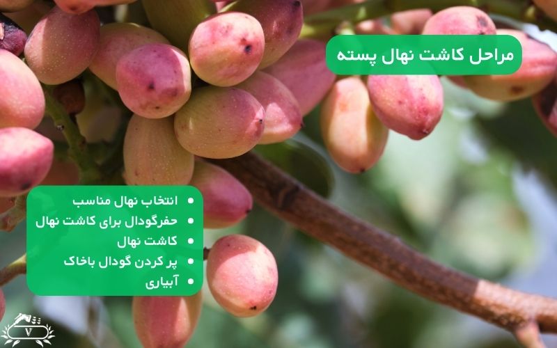 عمق چاله برای کاشت نهال پسته | نکات طلایی برای رشد سریع و برداشت پر ثمر 4 مراحل کاشت نهال پسته