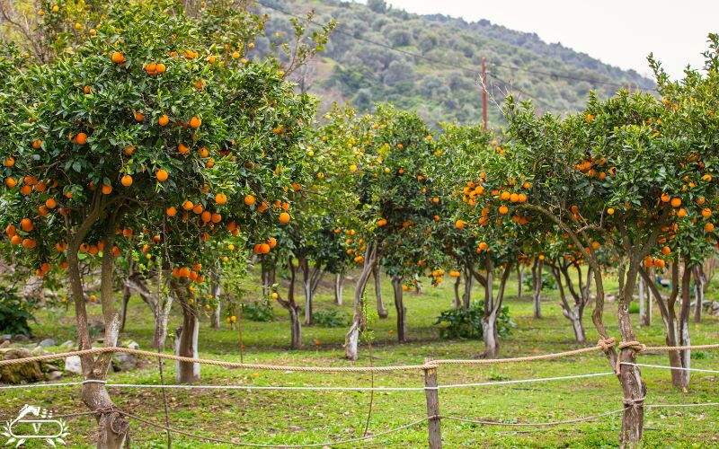 اجاره تجهیزات کشاورزی در لاهیجان