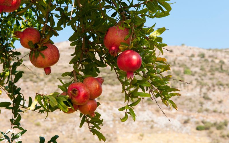نحوه کاشت نهال انار | از انتخاب نهال تا برداشت میوه های سالم و شیرین 2 انتخاب بهترین نهال برای کاشت انار