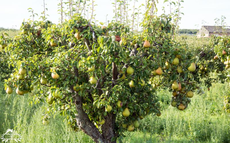 بهترین زمان کاشت نهال در مناطق سردسیر | راز داشتن باغی پربار 1 بهترین زمان کاشت نهال در مناطق سردسیر