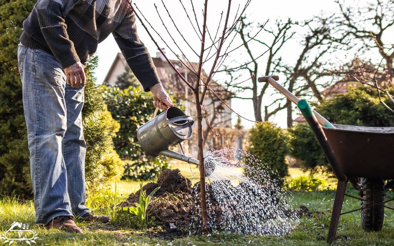 بهترین زمان کاشت نهال در مناطق سردسیر