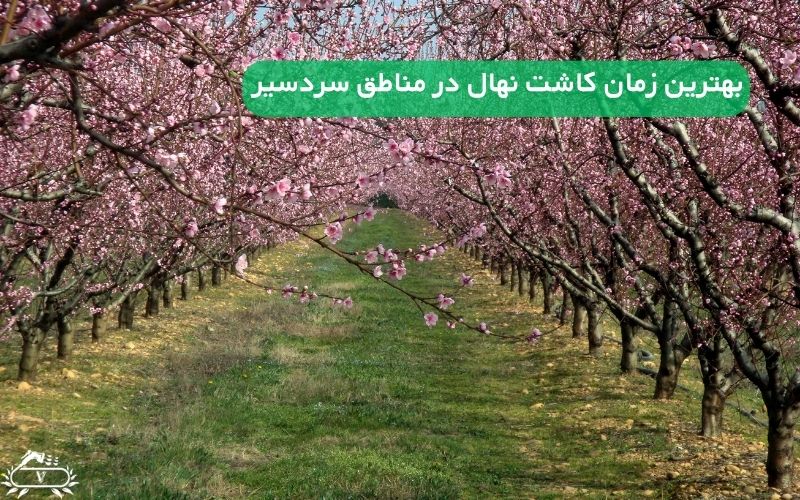 بهترین زمان کاشت نهال در مناطق سردسیر