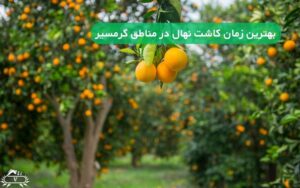 بهترین زمان کاشت نهال در مناطق گرمسیر