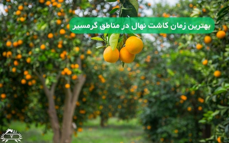 بهترین زمان کاشت نهال در مناطق گرمسیر