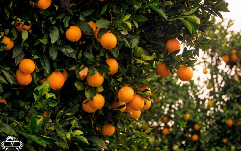 بهترین زمان کاشت نهال در مناطق گرمسیر | راهنمای انتخاب فصل مناسب 2 بهترین زمان کاشت نهال مرکبات در جنوب