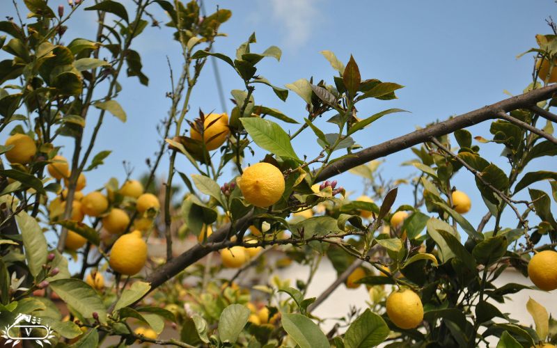 بهترین زمان کاشت نهال در مناطق گرمسیر | راهنمای انتخاب فصل مناسب 1 بهترین زمان کاشت نهال مرکبات در خوزستان