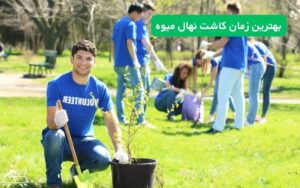 بهترین زمان کاشت نهال میوه