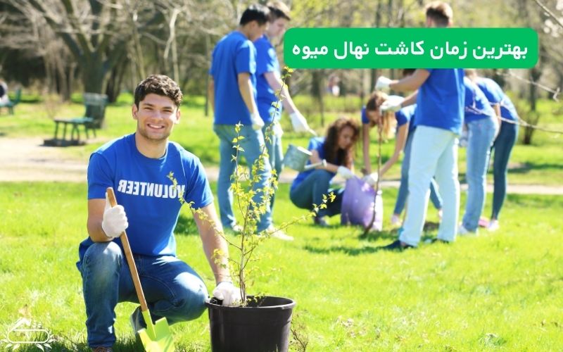 بهترین زمان کاشت نهال میوه