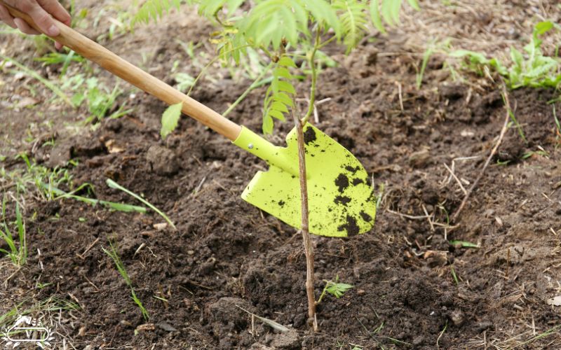  زمان کاشت نهال میوه