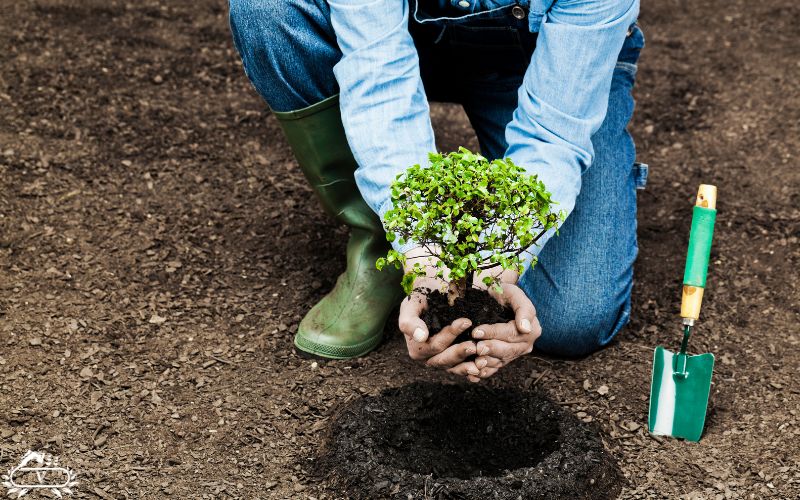 زمان کاشت نهال گلدانی