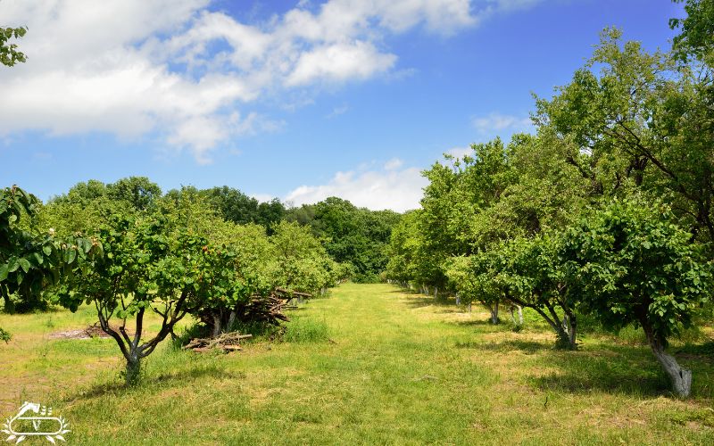 بهترین زمان کاشت نهال در مناطق گرمسیر | راهنمای انتخاب فصل مناسب 3 عوامل موثر در انتخاب زمان مناسب کاشت نهال در مناطق گرمسیر