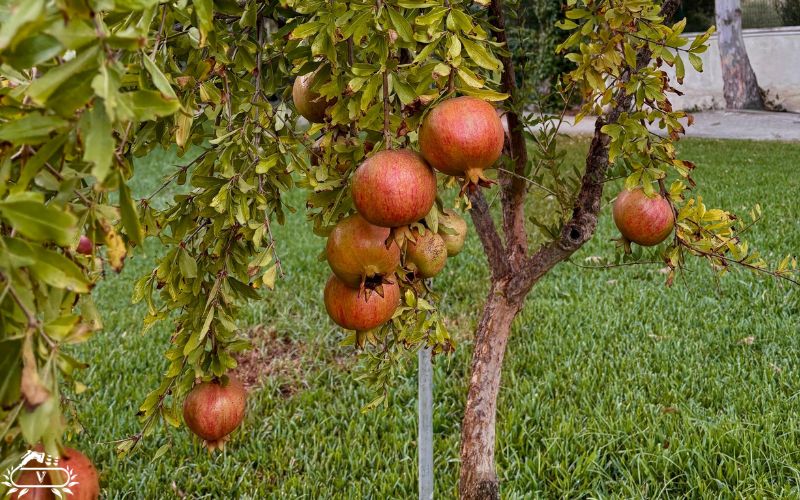 نحوه کاشت نهال انار | از انتخاب نهال تا برداشت میوه های سالم و شیرین 1 مراحل کاشت نهال انار