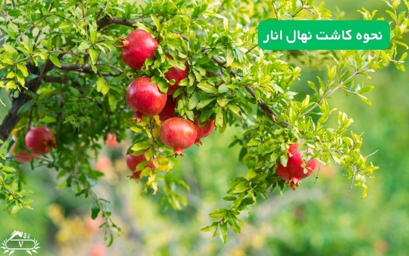 نحوه کاشت نهال انار