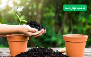 کاشت نهال انبه